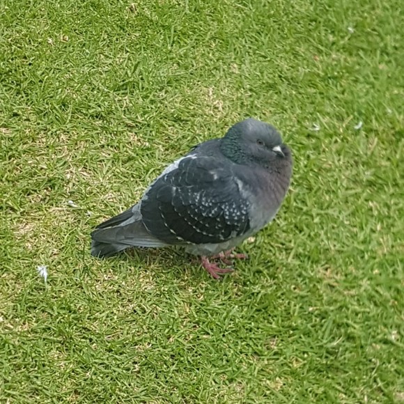 Meet your Posher, Daisy - Picture 1 of 1